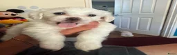 Bichon Frise dogs for sale: Beautiful Bichon boy ready for his forever home.  - Advert 3