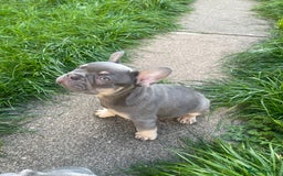 French Bulldog dogs for sale: KC registered french bulldogs  - Image 18