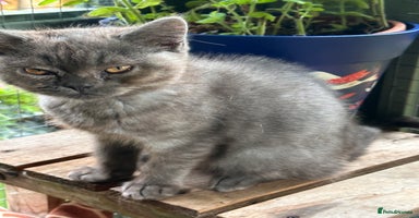 British Shorthair cats in Oldham - Advert 14