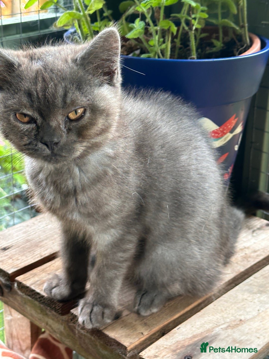 British Shorthair cats for sale: GORGEOUS BSH KITTENS in Oldham - Image 3