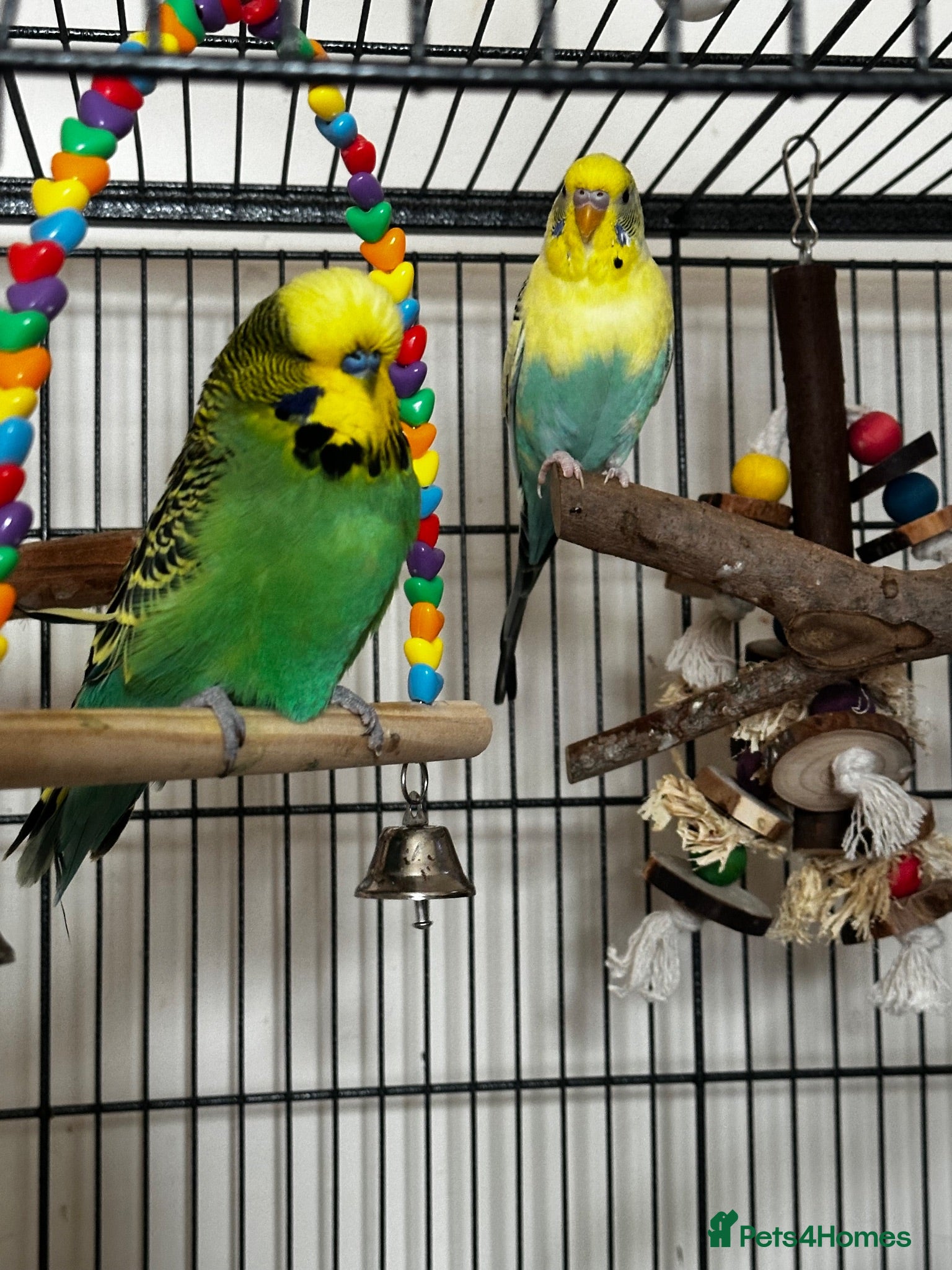 Budgerigars birds 2 bonded budgies, flight cage and toys  - Advert 1