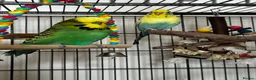 Budgerigars birds for sale: 2 bonded budgies, flight cage and toys  in Salisbury - Advert 1
