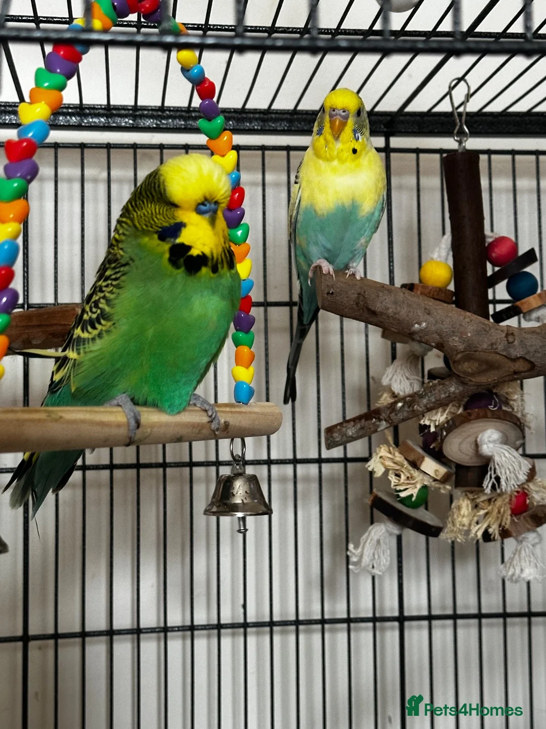 Budgerigars birds for sale: 2 bonded budgies, flight cage and toys  in Salisbury - Advert 1