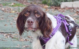 English Setter dogs for adoption: Vito  - Image 14