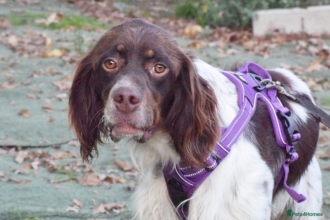 English Setter dogs for adoption: Vito  - Image 14