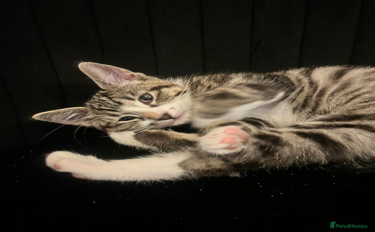 Mixed Breed cats - Advert 6