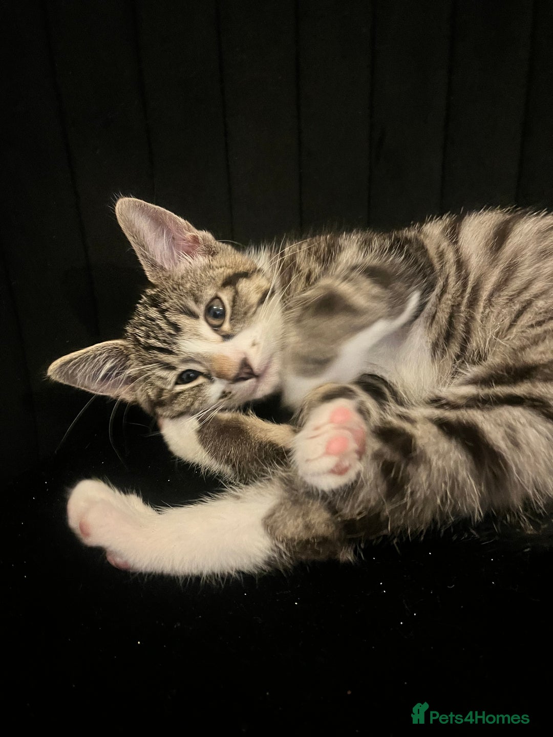 Mixed Breed cats for sale: Male white tabby available for rehoming - Image 1