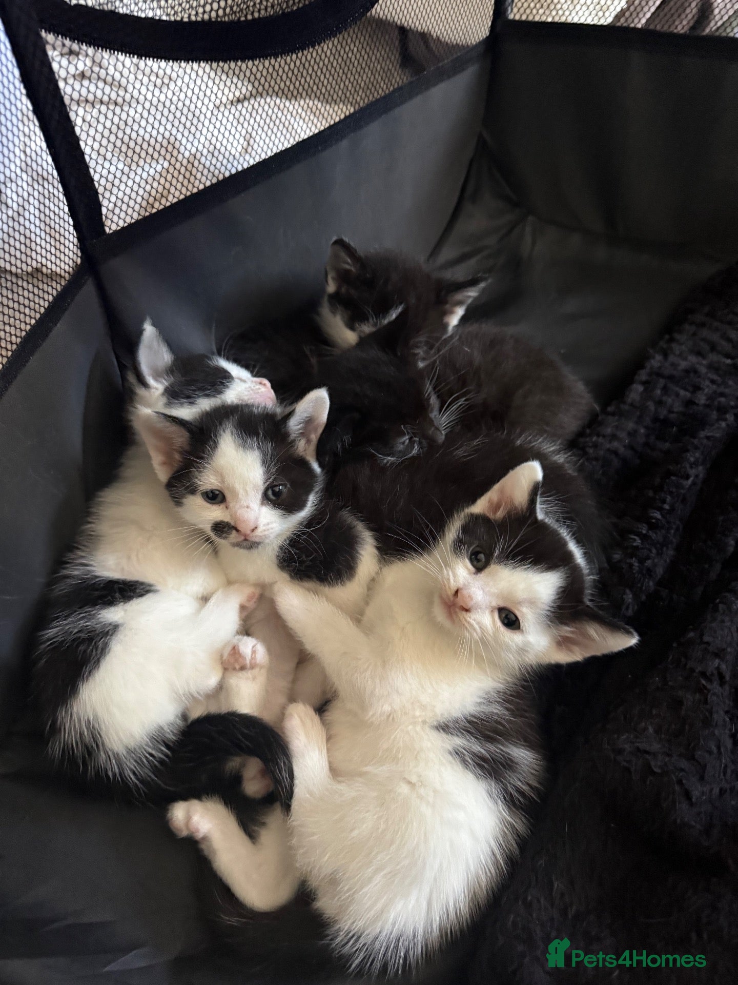 Domestic Shorthair cats Black and white domestic shorthair kittens - Advert 3