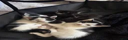 Domestic Shorthair cats for sale: Black and white domestic shorthair kittens - Advert 1