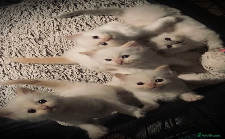 Ragdoll cats - Advert 9