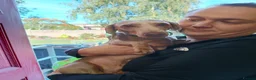 Miniature Dachshund dogs for adoption: STEFAN, a Superb S-H Sausage Boy for a Loving Home in Grantham - Advert 7
