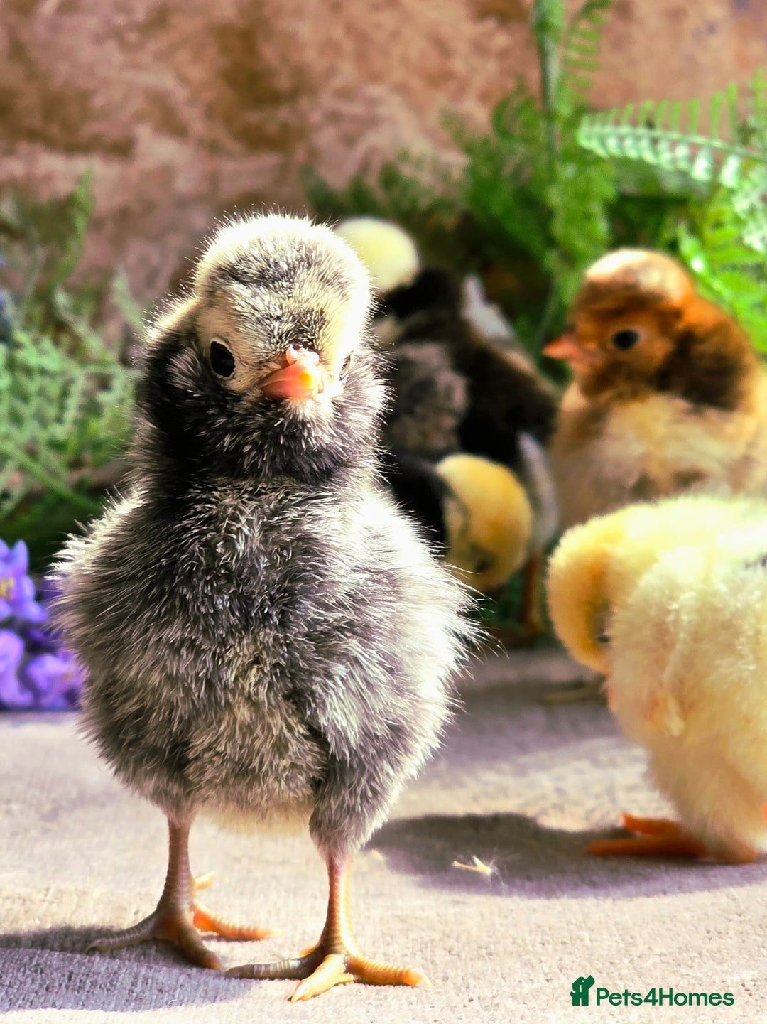 Chickens poultry for sale: Pekin Bantam & Polish chicks - Image 9
