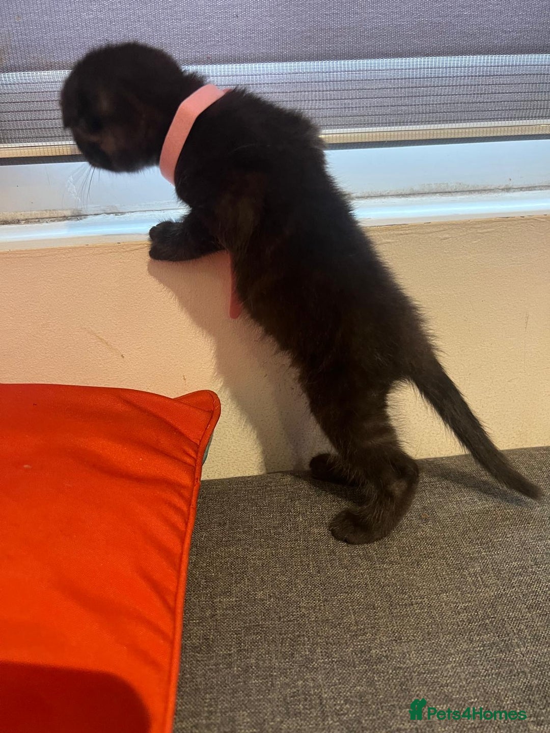 Scottish Fold cats for sale: Beautiful Scottish Fiold/Maine Coon  - Image 6