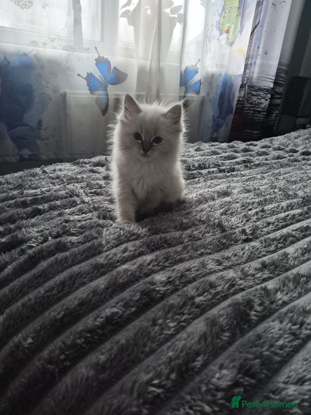 Ragdoll cats for sale: Adorable Ragdoll Kittens GCCF  Active registered  - Advert 6