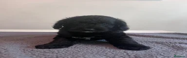 Cockapoo 3