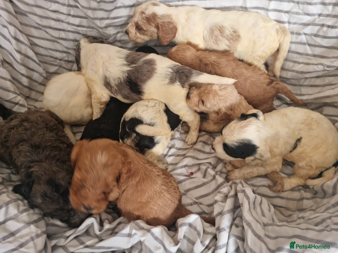 Cockapoo dogs for sale: Cockapoo puppies  - Image 9