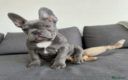 French Bulldog dogs for sale: French Bulldog - Image 2