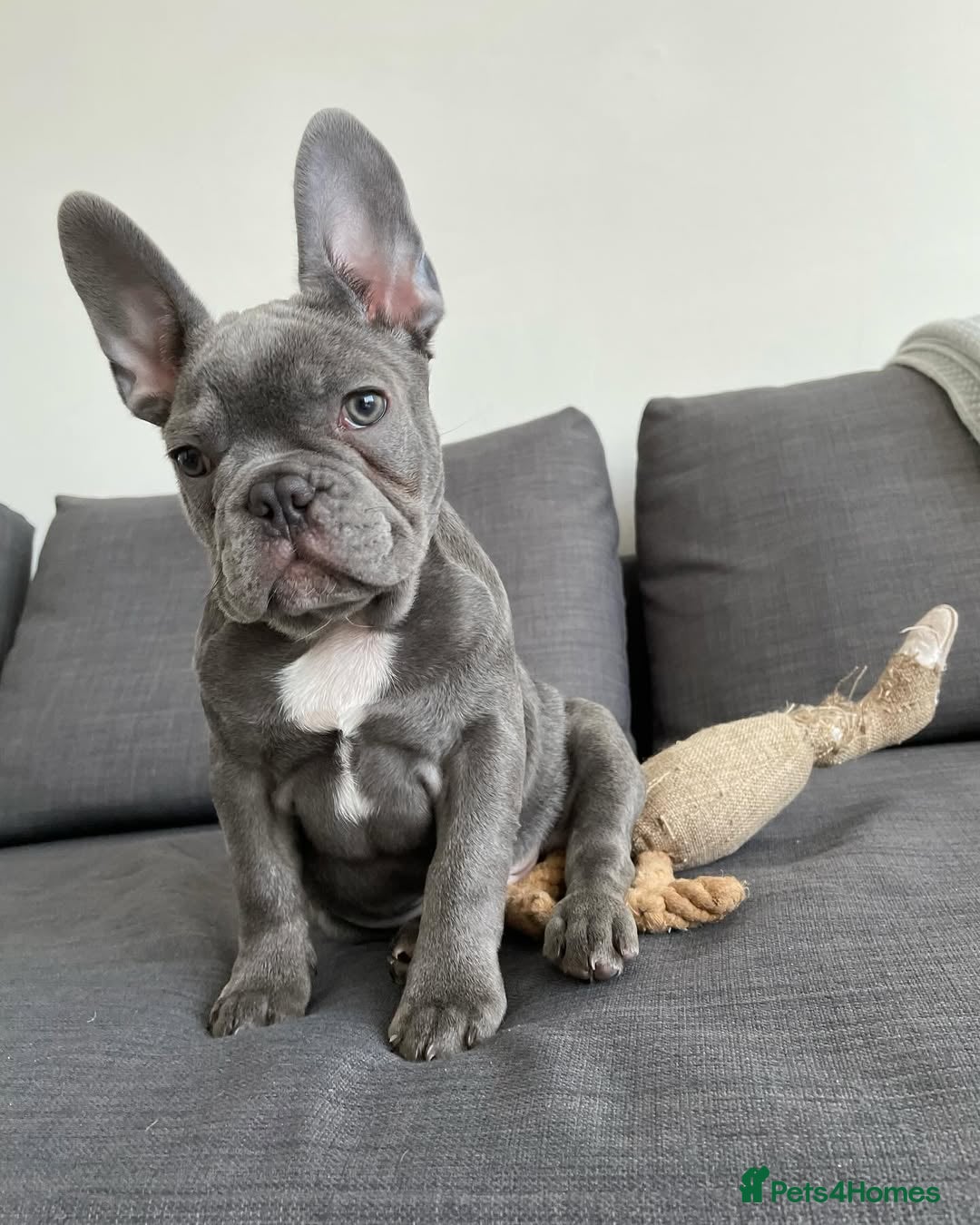 French Bulldog dogs for sale: French Bulldog - Image 2