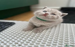 British Shorthair cats for sale: Purebred lilac British Shorthair - Image 10