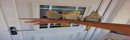 Cockatiels birds for sale: Super hand tamed baby cockatiels  - Advert 7
