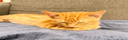 Mixed Breed cats for sale: ❤︎︎ Half-Bengal Kittens Looking for Loving Homes - Advert 6