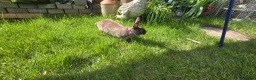 Rex rabbits for sale: Various mini rexes for sale - Advert 2