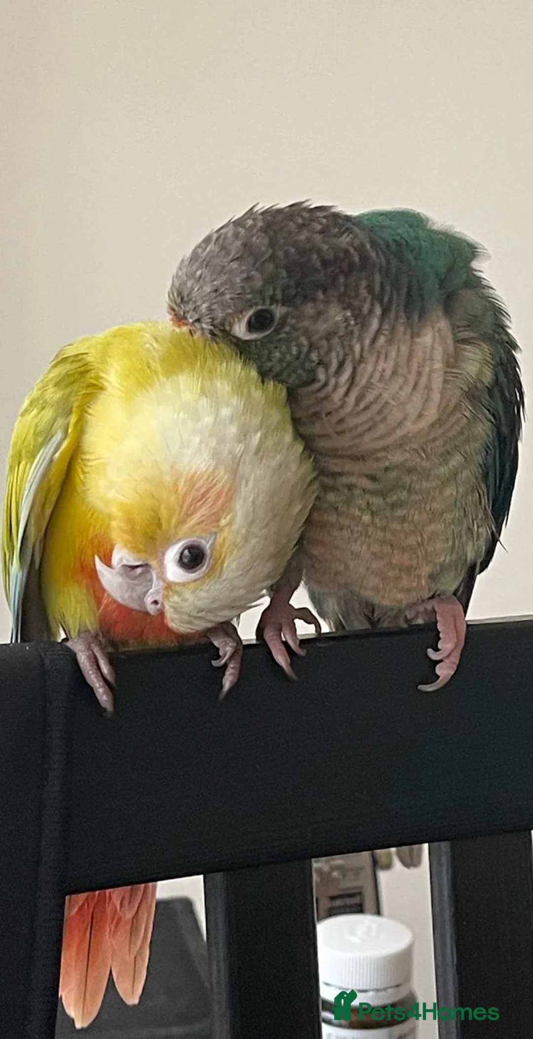 Conures birds for sale: Lovely Lois, Looking for a forever home  - Advert 6