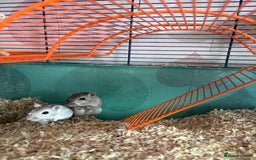 Gerbil rodents for sale: 2 male Gerbils - Image 6