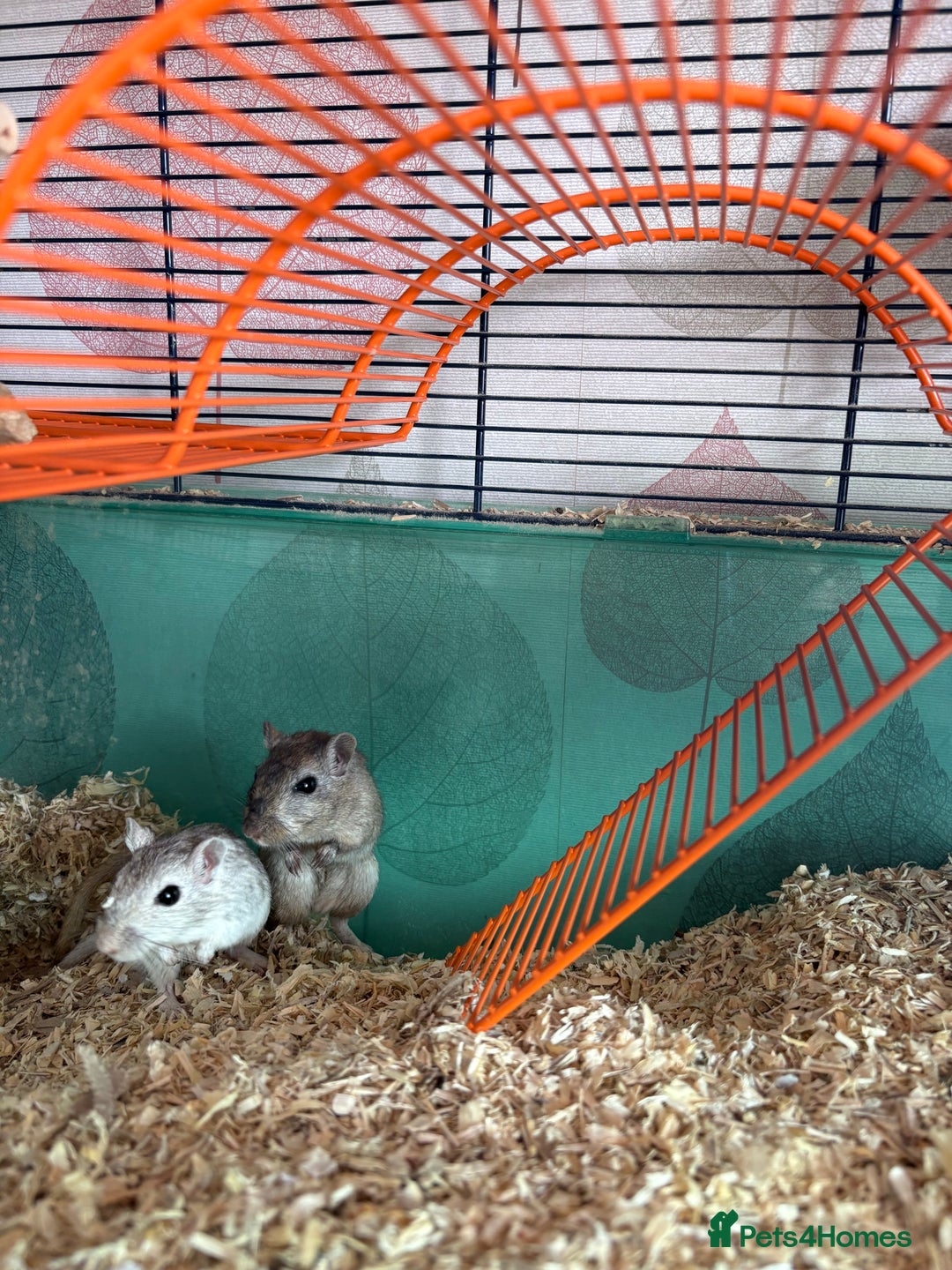 Gerbil rodents for sale: 2 male Gerbils - Image 6