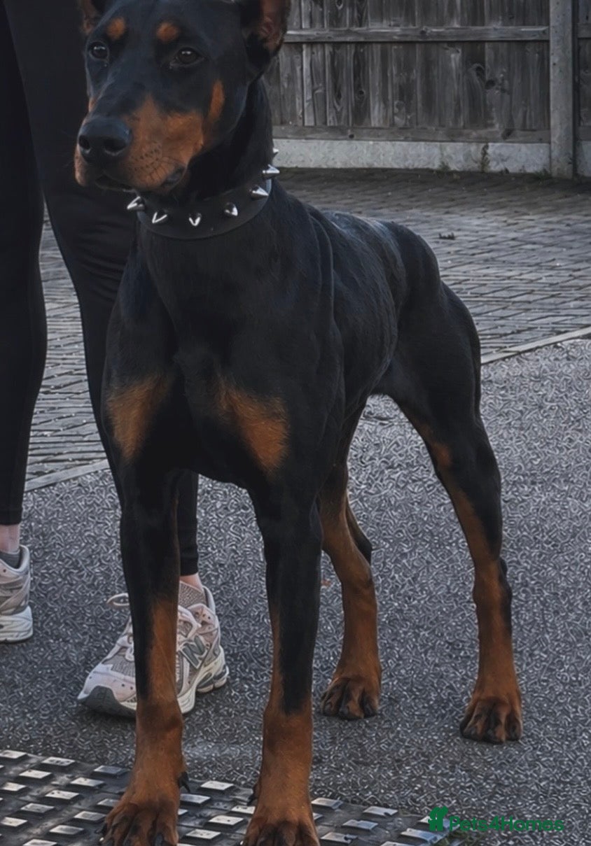 Dobermann dogs 11 month old female doberman - Advert 3