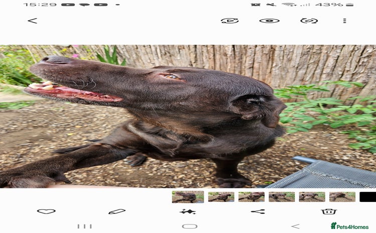 Labrador Retriever dogs - Advert 1
