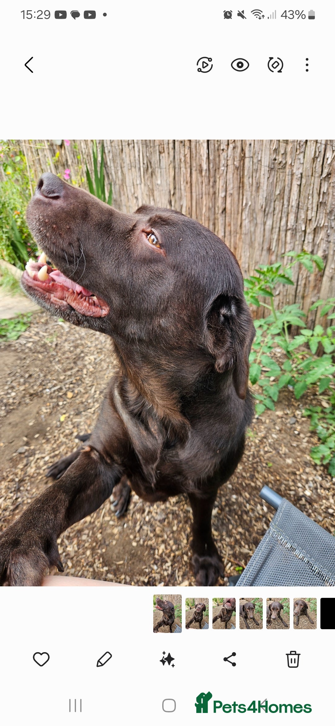 Labrador Retriever dogs for sale: Lovely Female Choc Lab Family Pet - Image 1