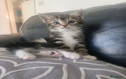 Mixed Breed cats for sale: 🐾 Emma & Bianca – Bengal Mix Sisters 🐾 - Image 1