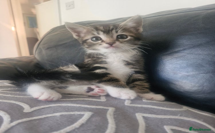 Mixed Breed cats - Advert 6