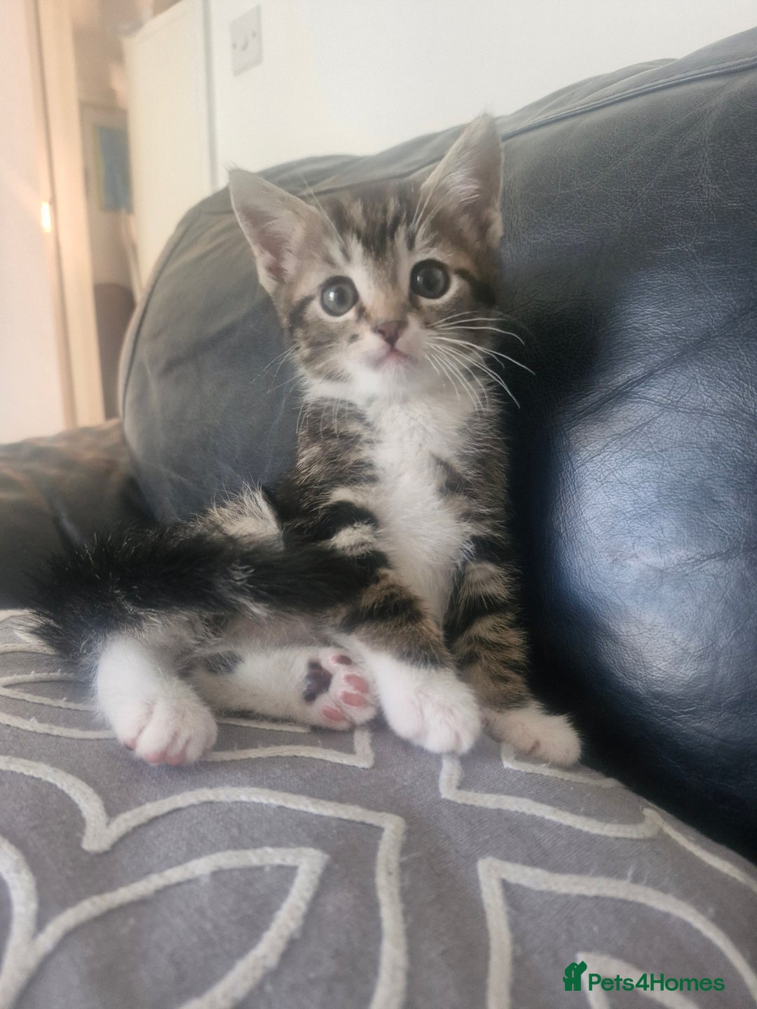 Mixed Breed cats for sale: 🐾 Emma & Bianca – Bengal Mix Sisters 🐾 - Image 1