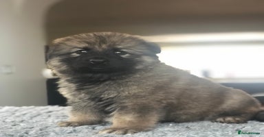 German Shepherd dogs - Advert 15