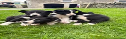 Border Collie dogs for sale: Collie pups available - Advert 7