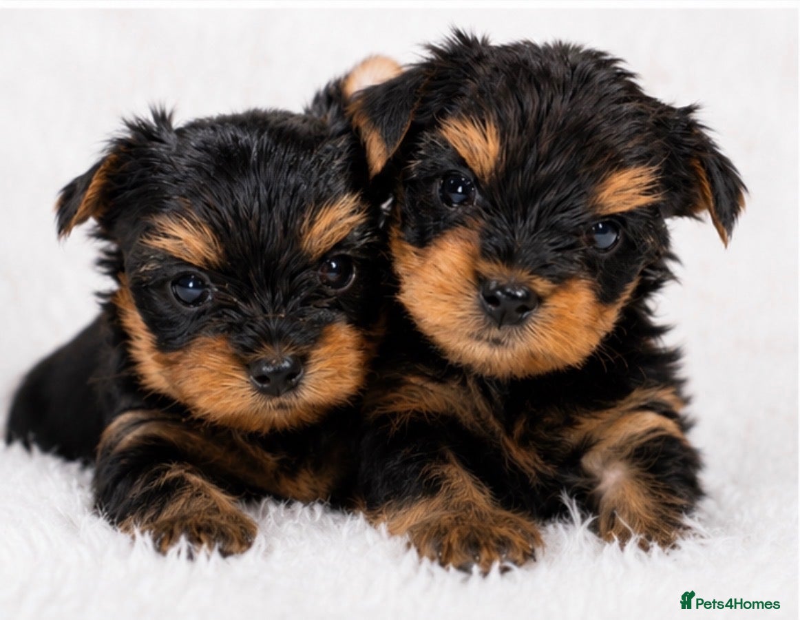 Yorkshire Terrier dogs 🐾✨  KC Registered Yorkshire Terrier Puppies ✨🐾   - Advert 1