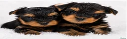 Yorkshire Terrier dogs for sale: 🐾✨  KC Registered Yorkshire Terrier Puppies ✨🐾   - Advert 9