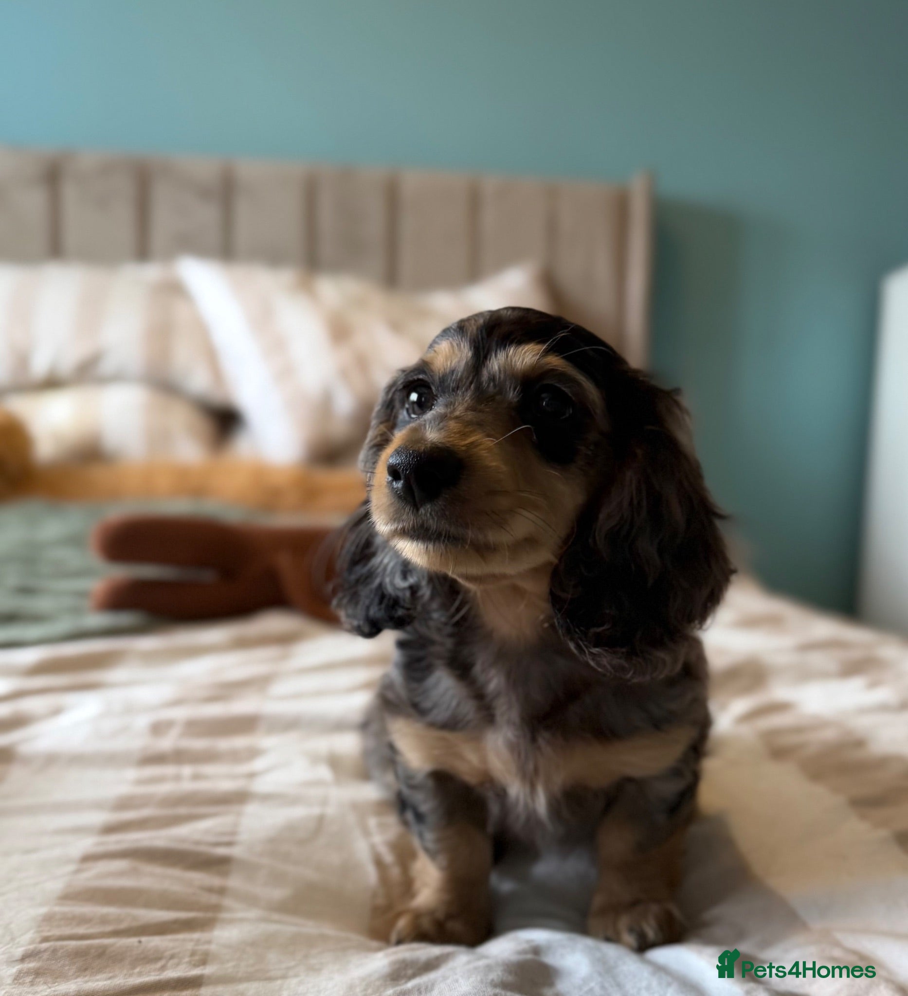Miniature Dachshund dogs Quality miniature dachshund puppies  - Advert 1