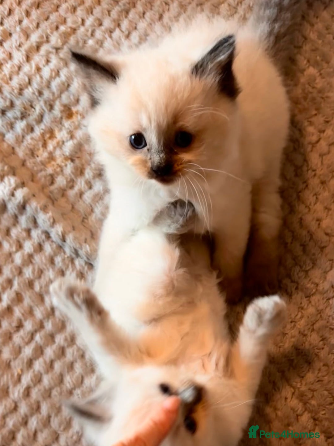 Ragdoll cats for sale: Pure ragdoll  - Advert 7