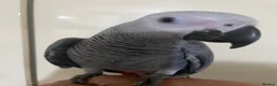 Parrots birds for sale: Silly tame baby Congo African grey set up  - Advert 4