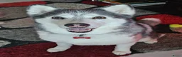 Siberian Husky dogs for sale: Sky & Maya 19 months & 9 years Siberian Husky  - Advert 3