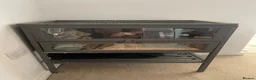 Hamster rodents for sale: George the hamster  - Advert 6