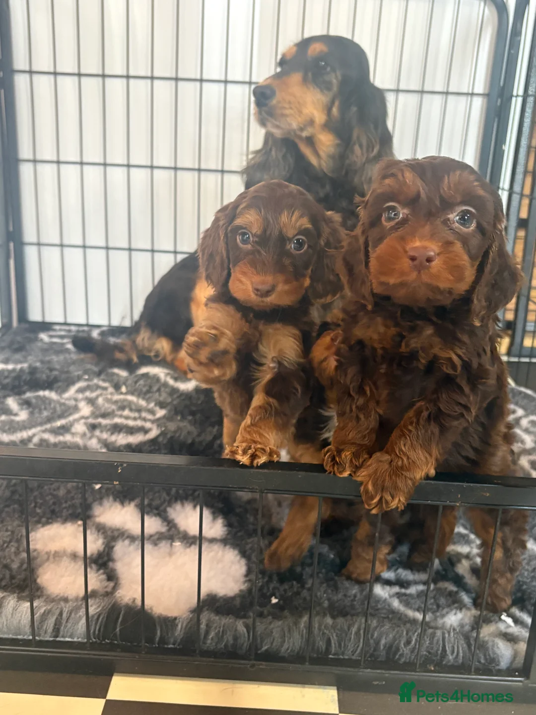 Cockapoo dogs for sale: Stunning f1 cockapoo puppies 🐶  - Advert 15