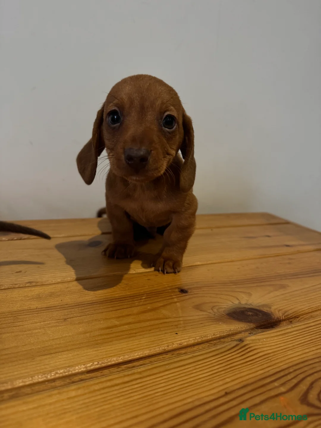 Miniature Dachshund dogs for sale: 4 gorgeous miniature dashaund puppies  - Advert 5