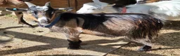 Goats livestock for sale: 2x Pygmy Goats Wether and Nanny - Advert 5