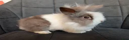 Lionhead rabbits for sale: Beautiful Double-maned Lionhead Rabbits for Sale - Advert 14