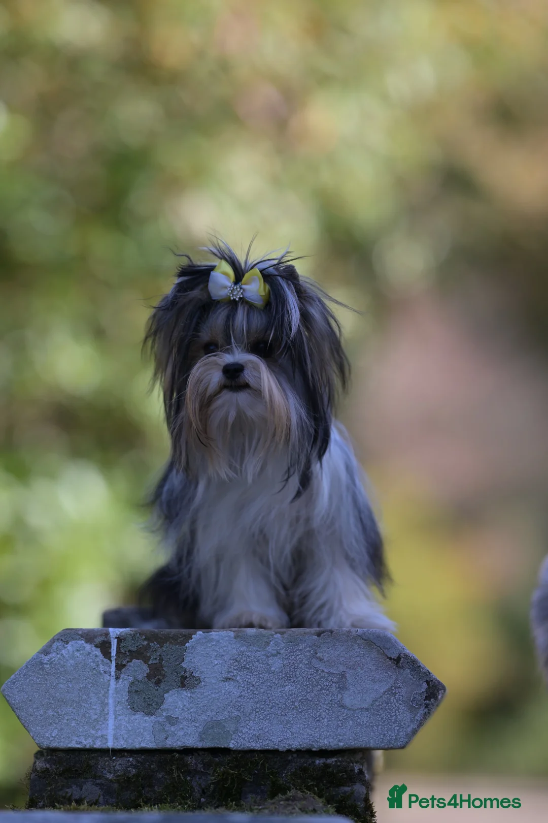 Biewer Terrier dogs for sale: Colorful Yorkshire terrier in Glasgow - Advert 19