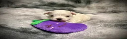 Maltese dogs for sale: Beautiful Maltese Puppies ⭐️Over 5 GENERATIONS⭐️ - Advert 16